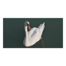 Hungarian Swan Personalized Photo Card