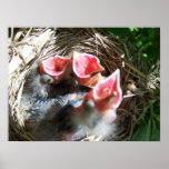 Hungry Babies Poster