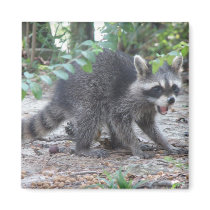 Hungry Baby Raccoon Magnet