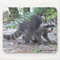 Hungry Baby Raccoon Mousepad