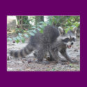 Hungry Baby Raccoon Postcard