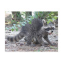 Hungry Baby Raccoon Postcard