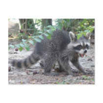 Hungry Baby Raccoon Postcard by naturegirl7 Hungry Baby Raccoon Postcard