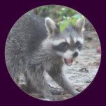 hungry Baby Raccoon Sticker stickers
