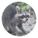 hungry Baby Raccoon Sticker