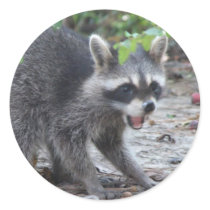 hungry Baby Raccoon Sticker by naturegirl7 hungry Baby Raccoon Sticker