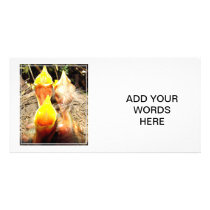 Hungry Baby Robins Picture Card