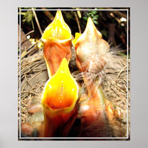 Hungry Baby Robins Print