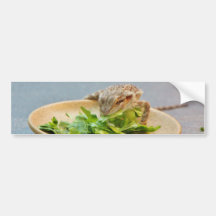Hungry Bearded Dragon Bumper Stickers