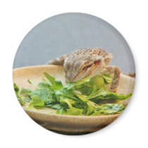 Hungry Bearded Dragon Magnets