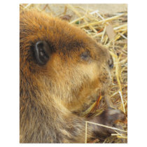 Hungry Beaver Flyers