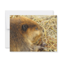 Hungry Beaver Announcements