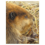 Hungry Beaver Personalized Letterhead
