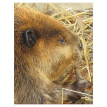 Hungry Beaver Personalized Letterhead