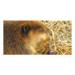 Hungry Beaver Custom Photo Card