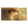 Hungry Beaver Custom Photo Card