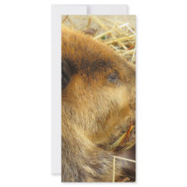 Hungry Beaver Customized Rack Card