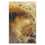 Hungry Beaver Stationery