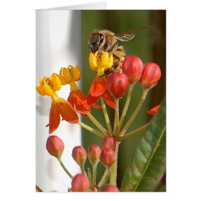 Hungry Bee Blank Card by pulsDesign
