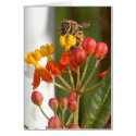 Hungry Bee Blank Card
