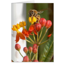 Hungry Bee Blank Card by pulsDesign Hungry Bee Blank Card