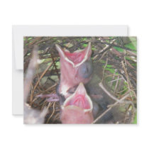 Hungry birds invitations