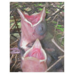 Hungry birds custom letterhead