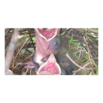 Hungry birds personalized photo card