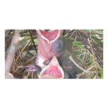 Hungry birds personalized photo card