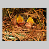 Hungry birds posters