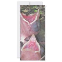 Hungry birds rack cards by meallman Hungry birds rack cards