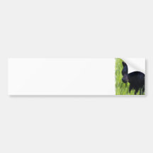 Hungry Black Bear Bumper Sticker