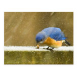Hungry Bluebird in the Snow Postcard