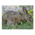Hungry Bunny Postcard