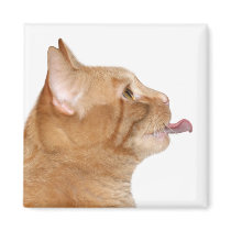 Hungry cat magnets by deemac1 Hungry cat magnets