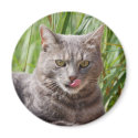 Hungry Cat Magnet by pulsDesign Hungry Cat Magnet