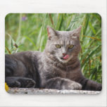 Hungry Cat Mousepad