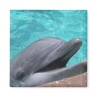 Hungry Dolphin Magnet magnet