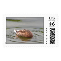Hungry duck postage
