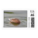 Hungry duck postage