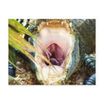 Hungry Gator postcards by dduhaime55 Hungry Gator postcards