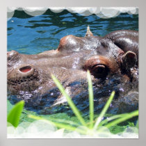 Hungry Hippo Poster