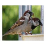Hungry House Sparrows Print