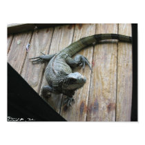 Hungry Iguana posters
