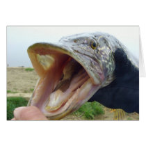 Hungry Pike cards