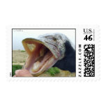 Hungry pike postage