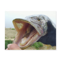 Hungry Pike postcards