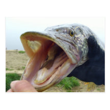 Hungry Pike Postcards