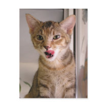 Hungry postcards by okcshelter Hungry postcards
