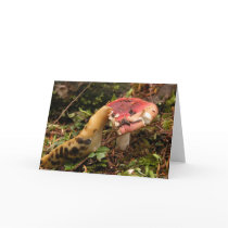 Hungry Slug cards